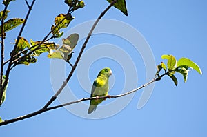 Green-rumped Parrotlet sitting on a tree branch photo