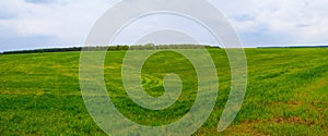 green rural field at the calm spring day