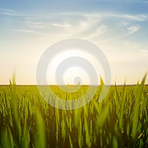 green rural field at the sunset