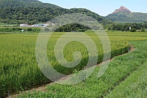 Green rural landscape with rice fields and ShÅwa-shinzan volcano on a sunny day with blue sky in Hokkaido island, northern Japan