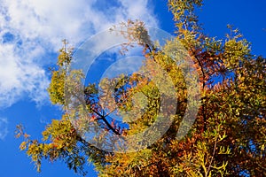 Green and rusty brown evergreen arborvitae in low angle view with blue sky