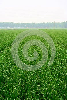 Green rye background