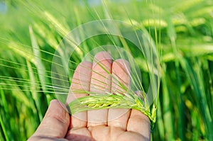 Green rye in farmers hand