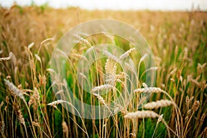 Green rye in field on a sunny day