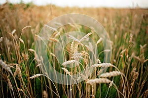 Green rye in field on a sunny day