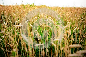 Green rye in field on a sunny day