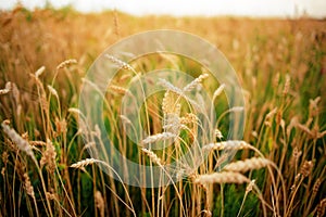 Green rye in field on a sunny day