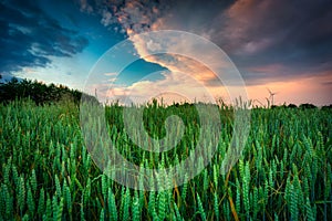 Green rye field at sunset, Poland