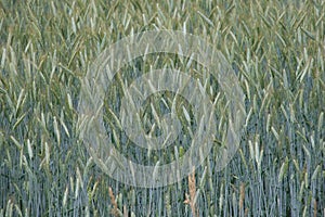 Green rye fields in Lithuania