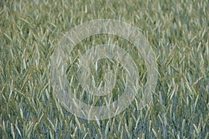 Green rye fields in Lithuania