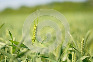 Green rye grain in field