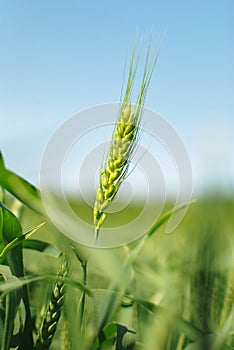 Green rye grain in field