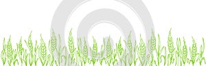 Green rye grass. Cereal field. Ears of wheat agriculture. Contour line vector. Place for text. Copy space. Horizontal