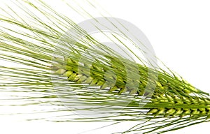 Green rye spikes