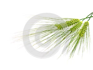 Green rye spikes with room for text