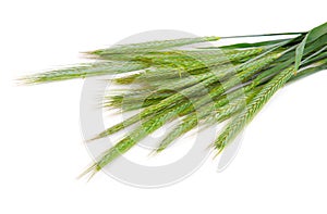 Green rye spikes (Secale cereale)
