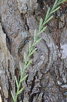 Green ryegrass against brown tree bark photo