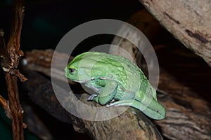 Green sad frog resting on a log