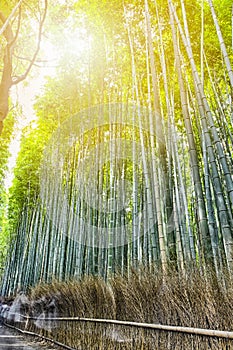Green Sagano Bamboo Forest in Japan