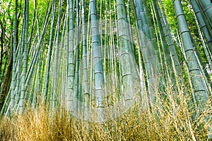 Green Sagano Bamboo Forest in Japan photo