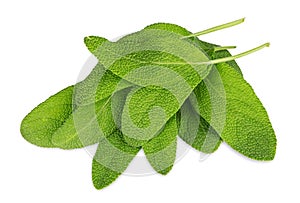 Green sage leafs