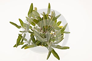 Green sage leaves osolated over white background