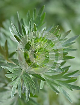Green sagebrush plant on blurred background