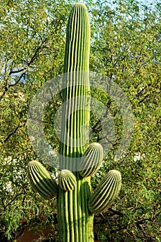 Green saguaro cactus in the hills of arizona with visible spikes and nubs of smaller branch growths with forest tree photo