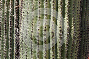 Green saguaros background