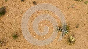 Green Saguaros cactus plants in the desert of Arizona - top view