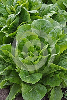 Green Salad