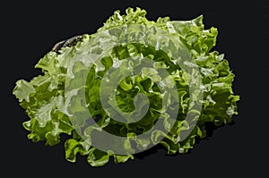 The green salad