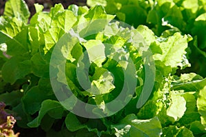 The green salad on the bed in the garden in the summer