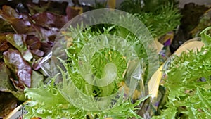 Green salad. Close-up of salad greens. Organic Spring Mix Lettuce