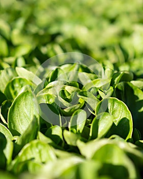 Green salad: corn salad, lamb`s lettuce in the sunshine