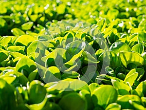 Green salad: corn salad, lamb`s lettuce in the sunshine