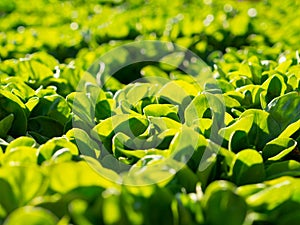 Green salad: corn salad, lamb`s lettuce in the sunshine