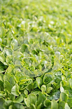 Green salad: corn salad, lamb`s lettuce in the sunshine