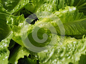 Green salad cos romaine lettuce sliced