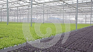 Green salad cultivated in greenhouse on hydroponics indoors.