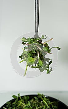 Green salad grass on fork with deep plate