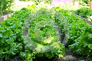 Green salad growing in a filed