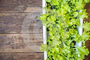 Green salad grown at home in a flower pot on a wooden surface. Green plants in a home greenhouse. Selective focus,