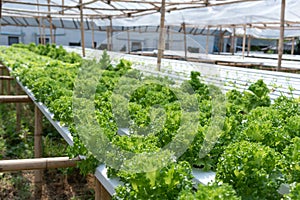 Green salad hydroponic farming lettuce beautiful trees ready to harvest with nontoxic