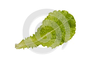 Green salad leaf isolated on white background. One fresh green lettuce leaf isolated on white