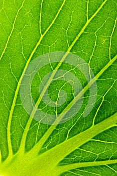 Green salad leaf texture