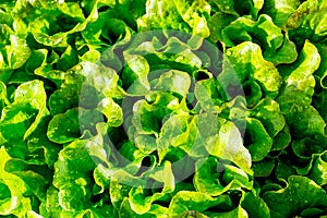 Green salad leaves in the garden of farmer