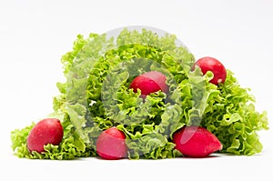 Green salad leaves and red radish on a white background