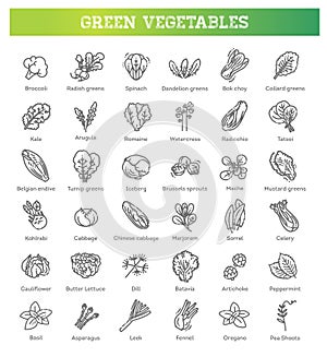 Green salad leaves. Vector vegetarian healthy food leaf set