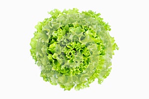 Green salad lettuce vegetable isolated on white